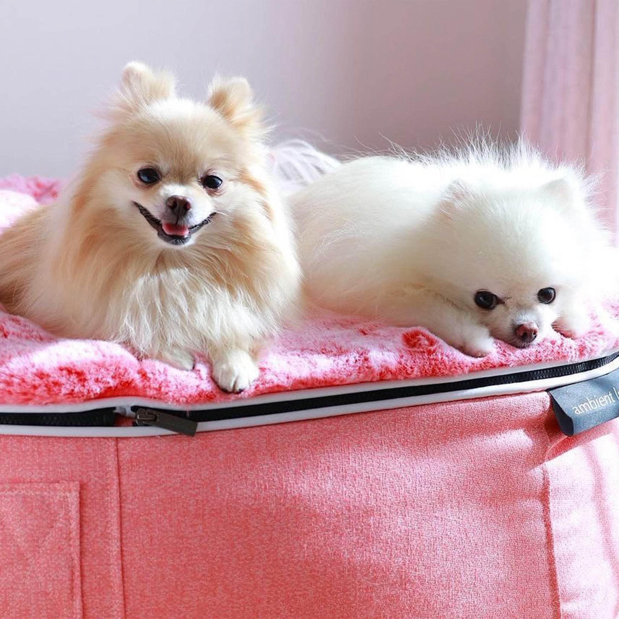 Ballerina Pink Dog Beds