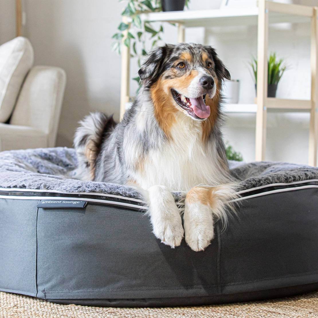Large Luxury Dog Beds