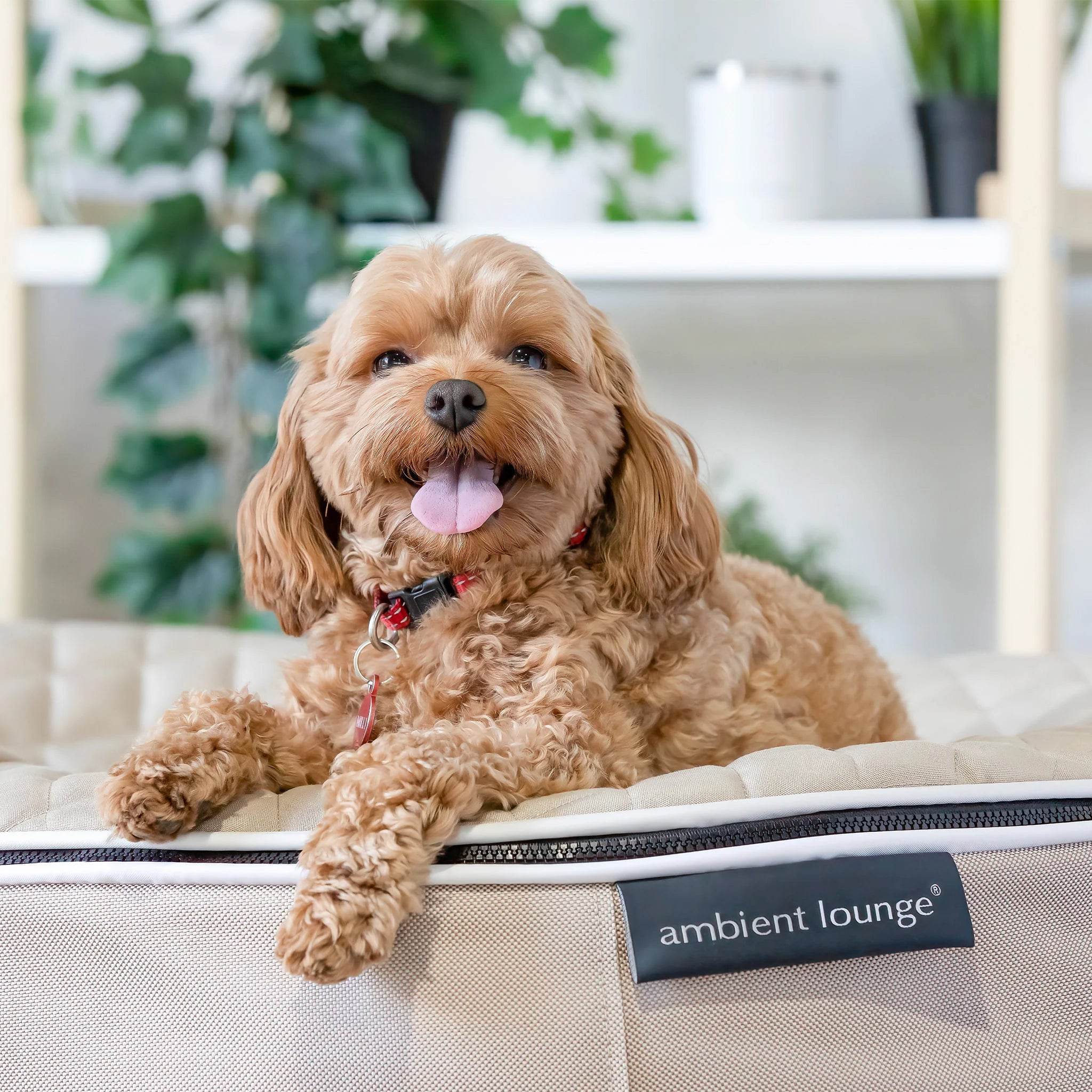 Medium Luxury Dog Beds
