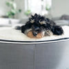 Medium Luxury Dog Bed - Interior/Outdoor