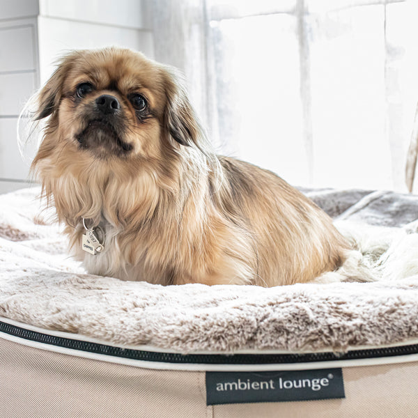 Cuccia per cani con materasso in schiuma a media resilienza - Per interni/esterni