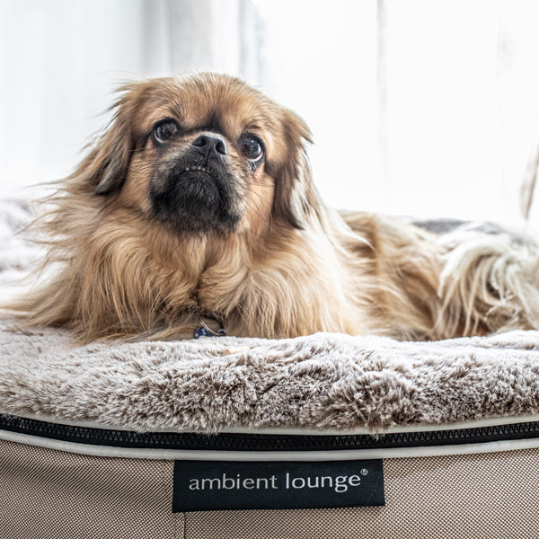 Cuccia per cani con materasso in schiuma a media resilienza - Per interni/esterni