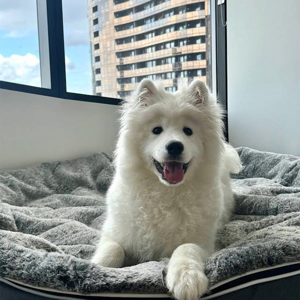 Materasso per cani XXL in schiuma ad alta resilienza - Per interni/esterni