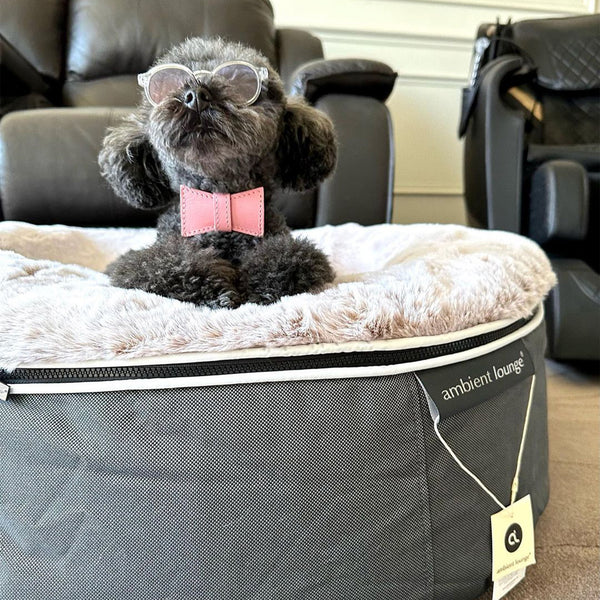 Cuccia per cani con materasso in schiuma a media resilienza - Per interni/esterni